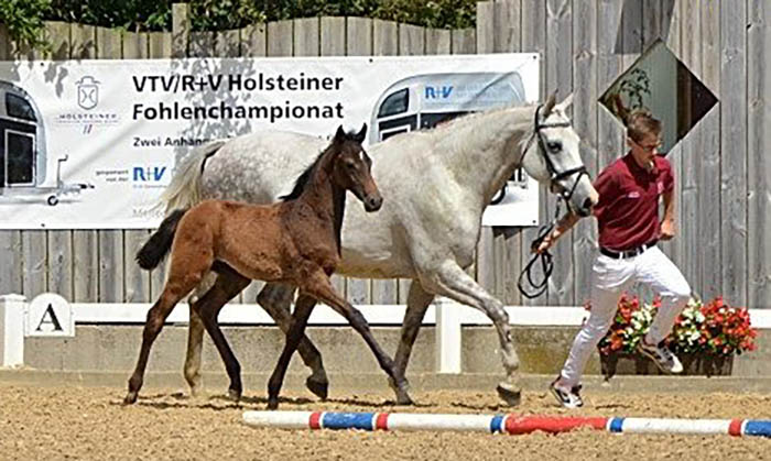 Hof Eibens - Holstein Horse Breeding
